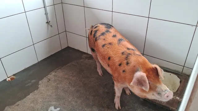 Porca Orelha de Colher - Excelente Reprodutora para Sua Granja!