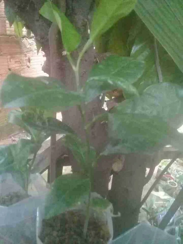 Vendo mudas de árvores frutíferas em extinção 
