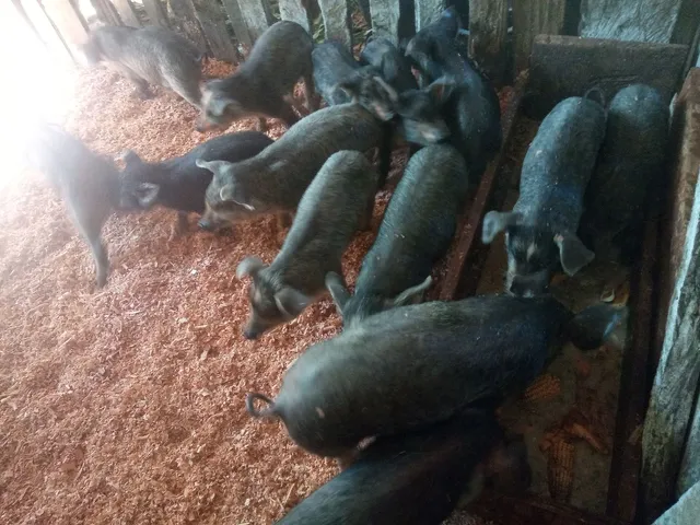 Lote de leitões Moura 