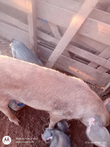 Porcos 