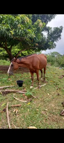 Cavalo 