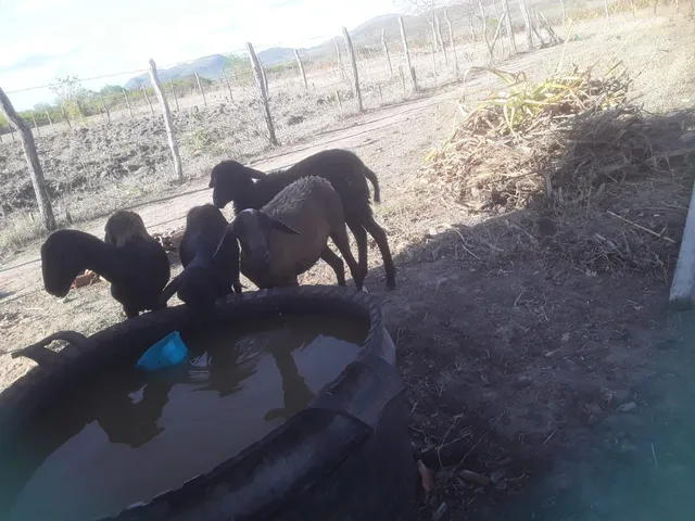 Vendo carneiro ovelha bodes cabras 