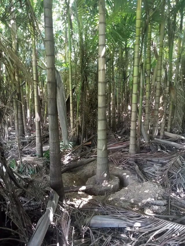 Palmeira imperial, e diversas 