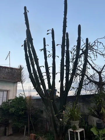 Mudas de mandacaru 