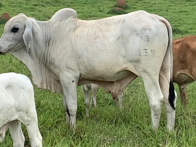Touro Tabapuã PO 