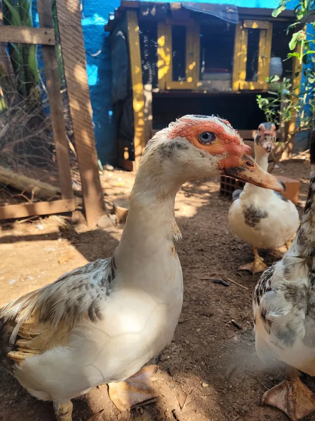 Patos