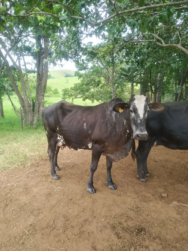 Vaca de leite 
