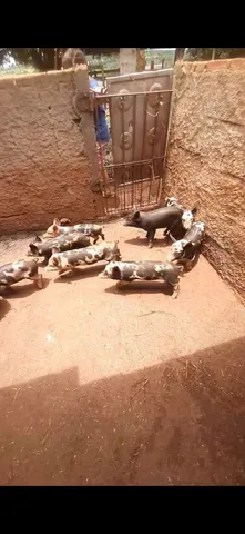 Vendo 14 leitao mestiça a 4 pernil