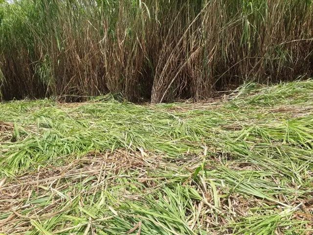 Capim açu b r s Embrapa 0bs promoção 1 milheiro mudas só 150 reais é kurumi só 0,60