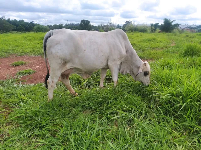 Vendo vacas solteiras e paridas 