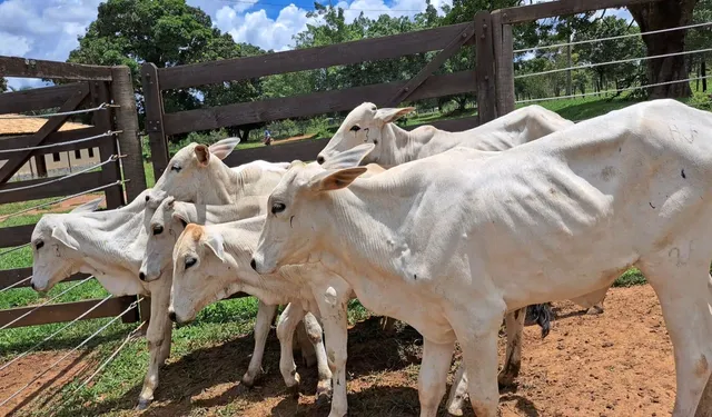 Bezerras nelore 