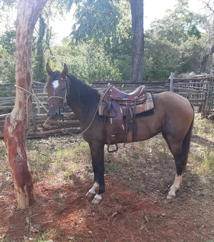 Potra égua 