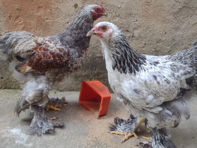 Aves da Raça Brahma 