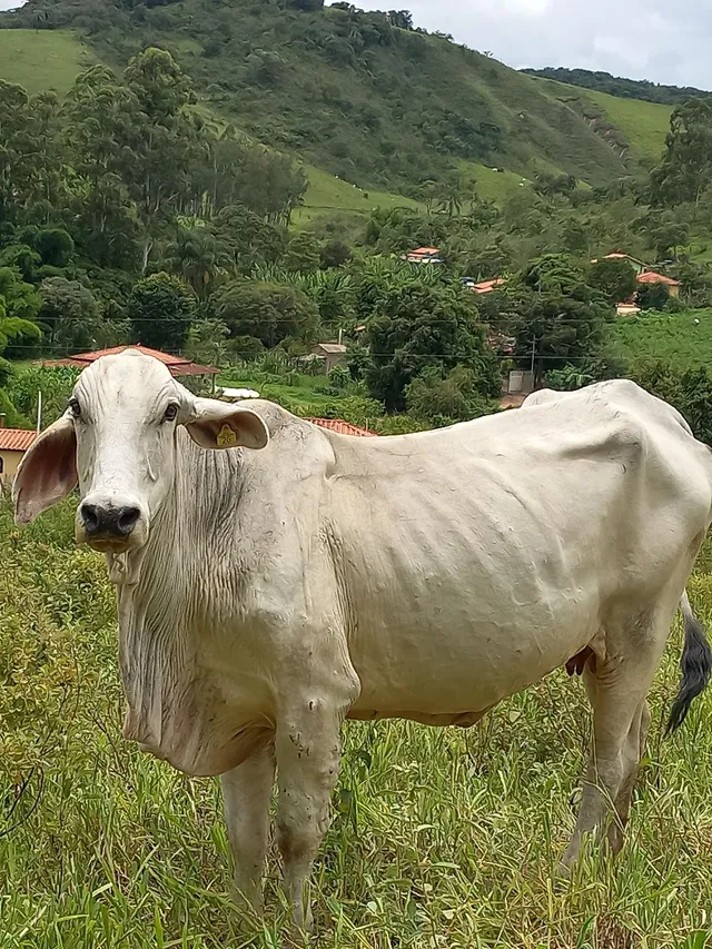 Gado tabapua 