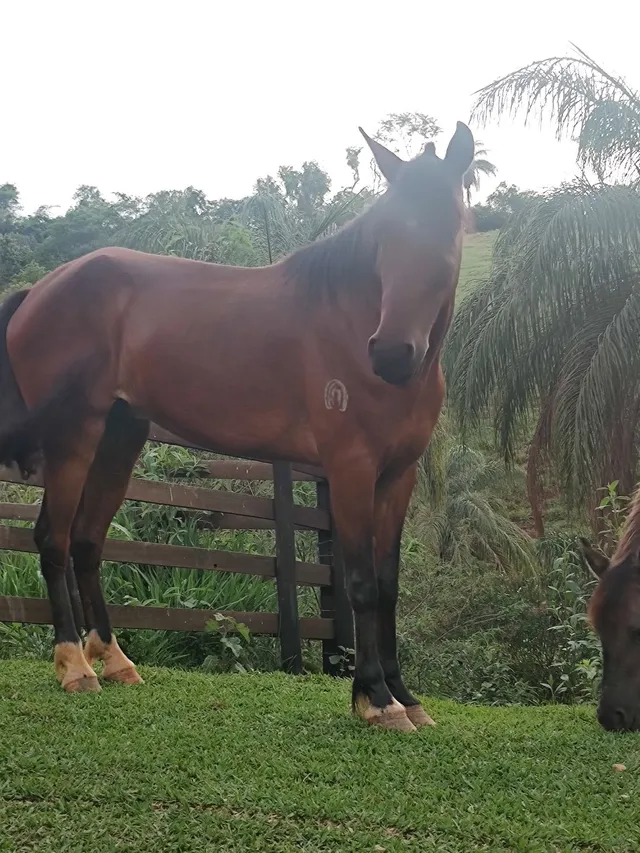 Cavalo Manga Larga 