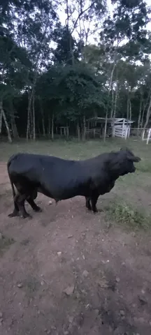 Mini boi muito top forte sadio