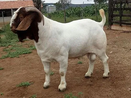 Mais peso e leite caprinos