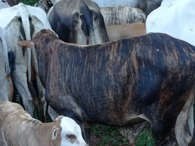 Vendo bezeros 