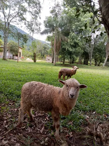 Ovelhas