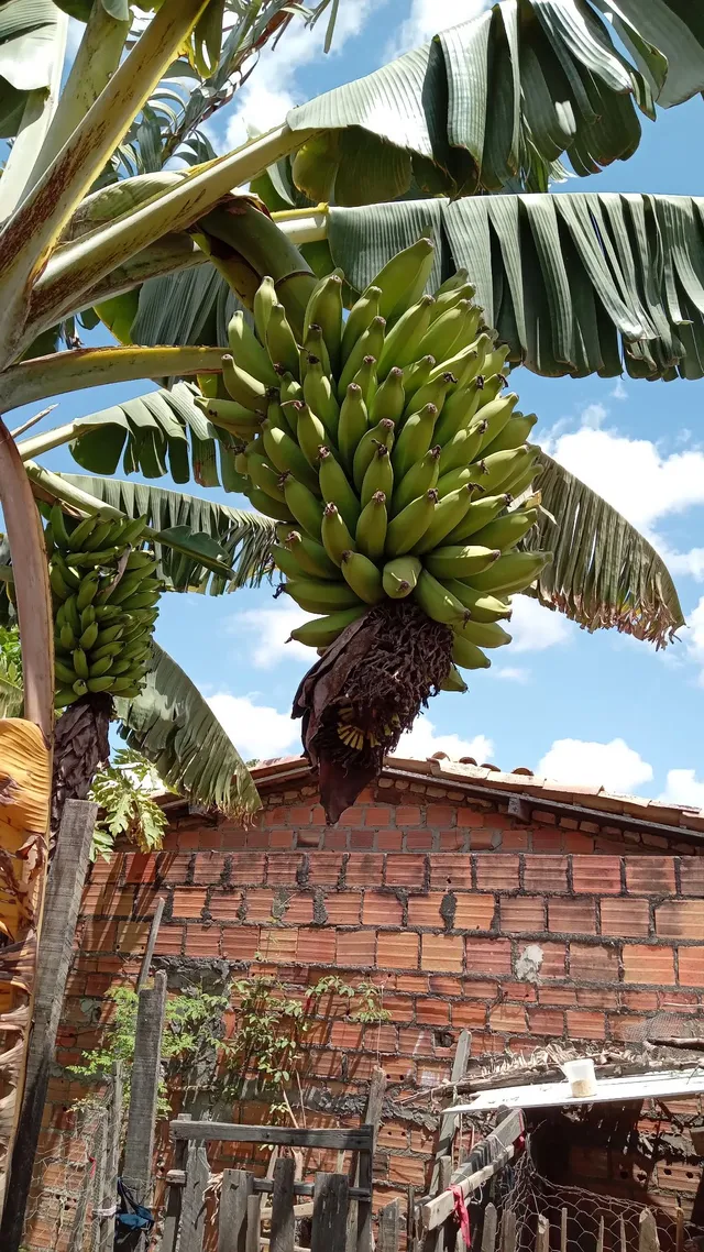 Vendo caicho de banana 100% Orgânico. 