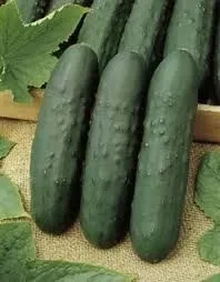 Pepino