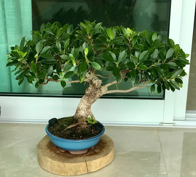 Bonsai de Ficus Microcarpa 