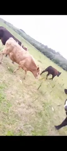 25 cabeça 