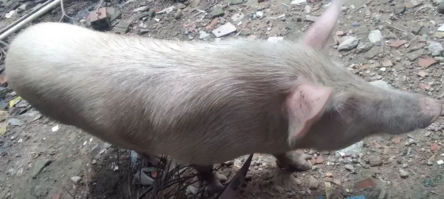 Porco capado