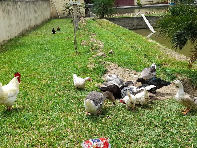 Vendo patos e patas 