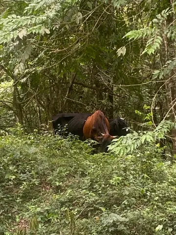 Boizinho