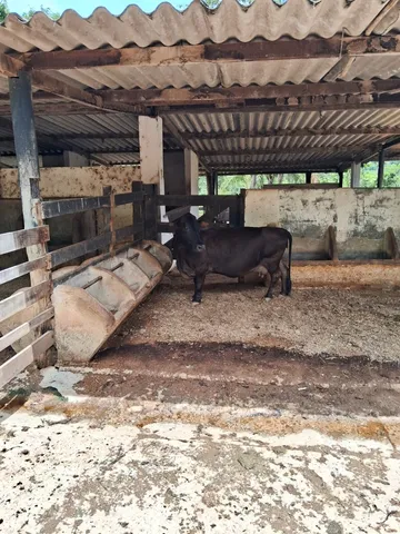 Casal Mini Bovino (RARIDADE)