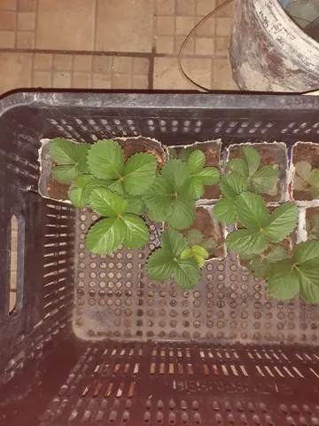 mudas de morango