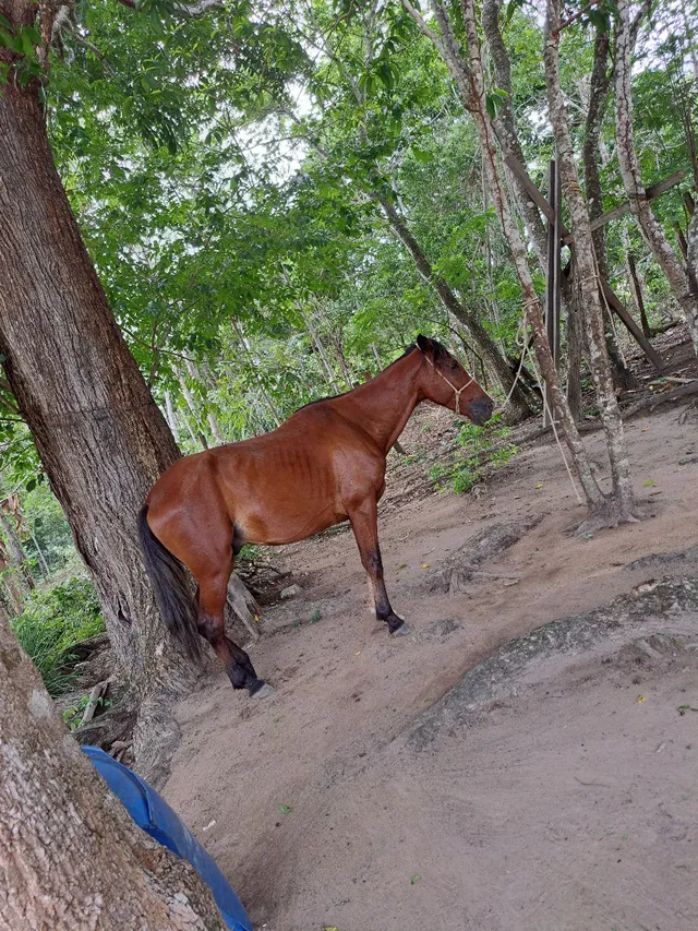 Mangalarga marchador em altamira-pa