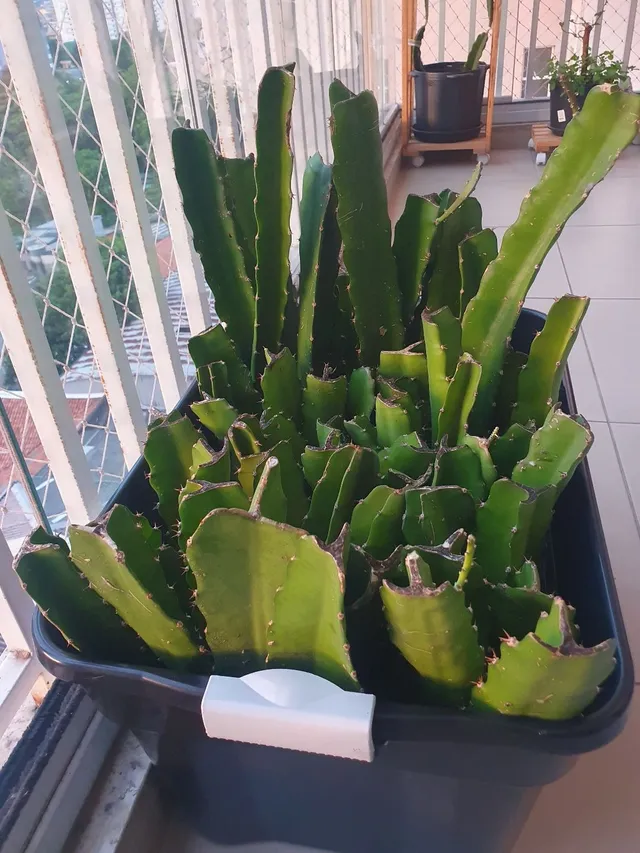 Mudas de Pitaya da polpa vermelha