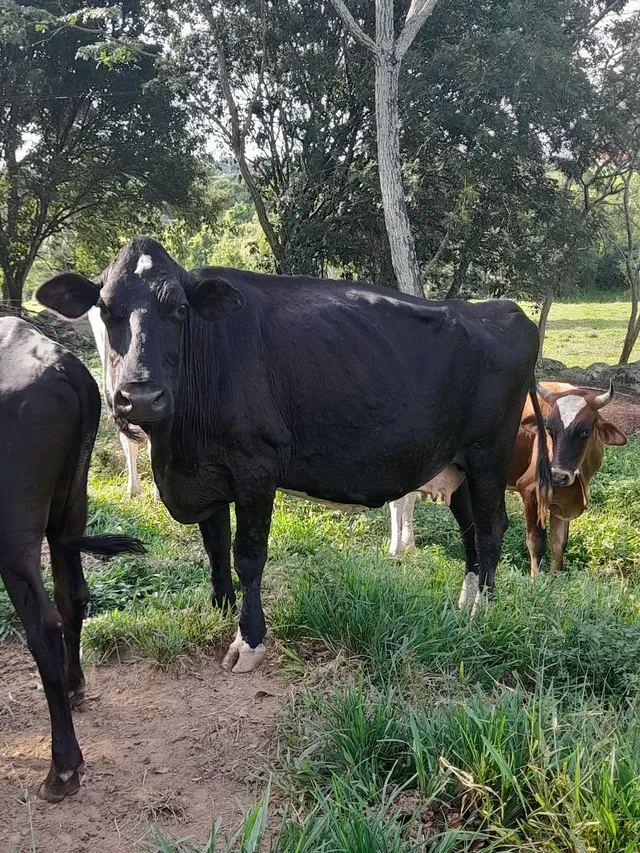 Vaca mansa
