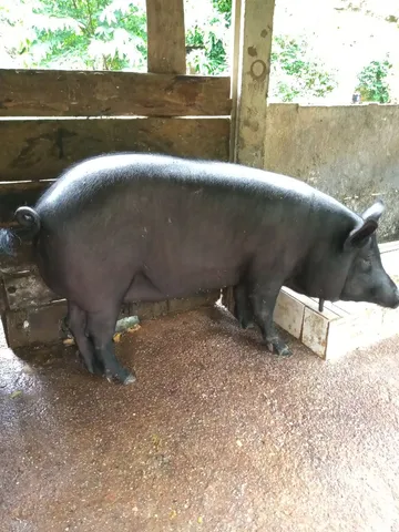 Leitoa de brinco grande boa pra matriz 