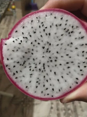 MUDA DE PITAYA BRANCA 