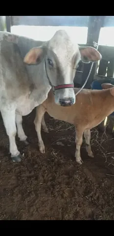 Vaca de leite parida 