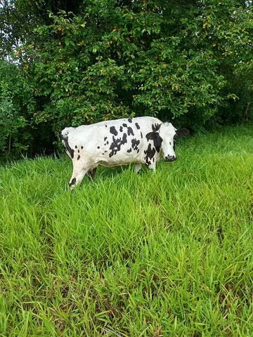 Vaca 