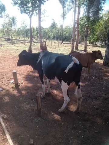 Vacas leiteira 