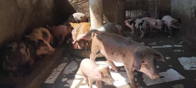 LEITÃO, Porco