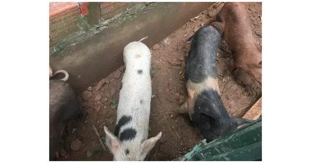 Vende-se ou troca porco caipira