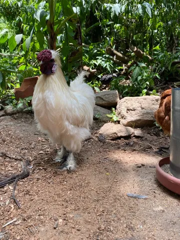 Galo de sedosa 
