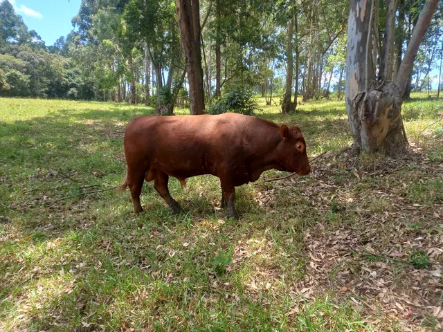 Plantel Red Angus 