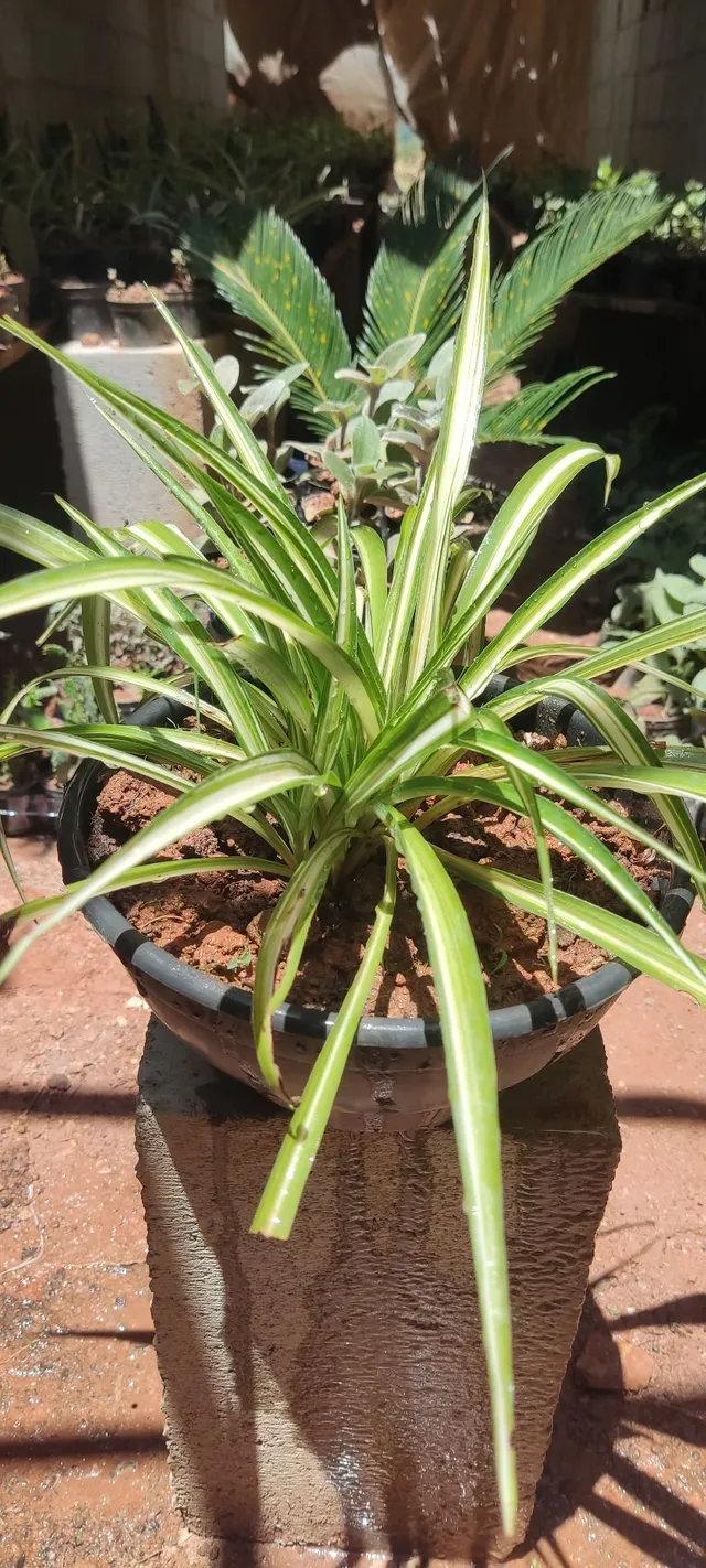 Plantas