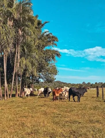 Vendo 62 cabeça de gado incluindo boi bezerro é garrote novilha