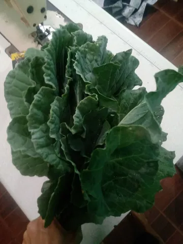 Hortaliças Couve hicrop ,cebolinha , e comum 
