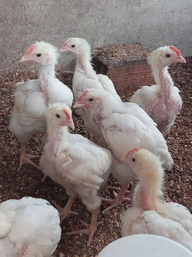 Vendo pintinhos de corte 15 cada