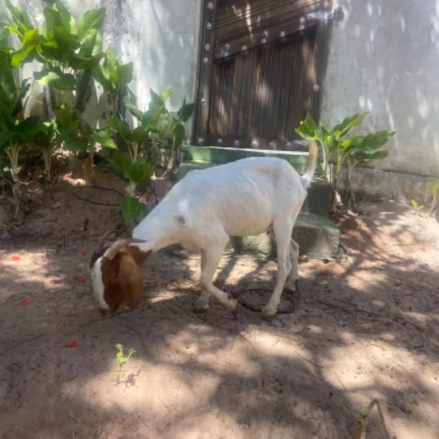 Vendo cabras raça pura e mestiça de raça boer e saanen