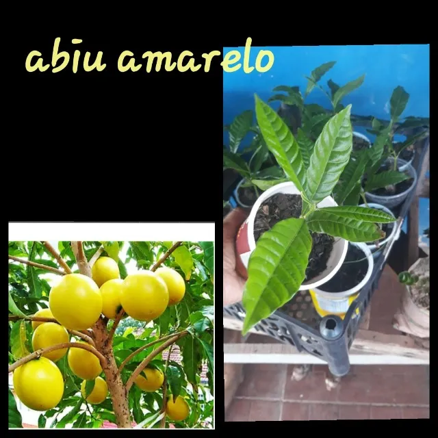 Mudas de abiu amarelo 
